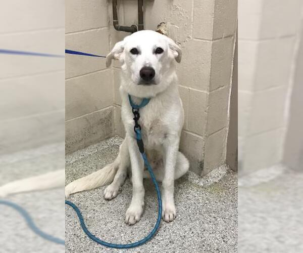 Medium Photo #1 Shepradors Puppy For Sale in Conroe, TX, USA