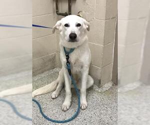 Shepradors Dogs for adoption in Conroe, TX, USA