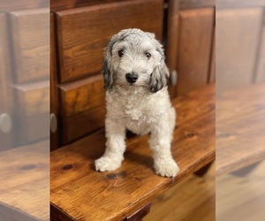 Maltipoo Puppy for sale in CLEVELAND, TN, USA