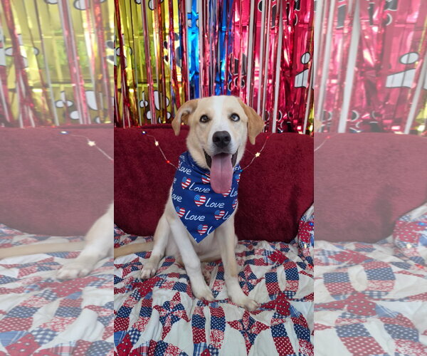 Medium Photo #3 Labrador Retriever-Unknown Mix Puppy For Sale in Rockaway, NJ, USA