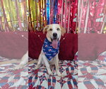 Small #2 Labrador Retriever Mix