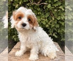 Small #2 Cavapoo