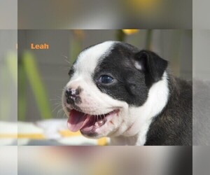 Boston Terrier Puppy for sale in CLARE, MI, USA