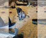 Puppy Cherub Bullmastiff