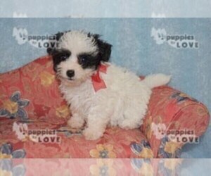 Maltipoo Puppy for sale in SANGER, TX, USA