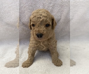 Goldendoodle (Miniature) Puppy for Sale in WILLIAMSON, Georgia USA