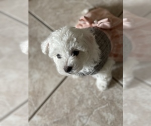 Maltipoo Puppy for sale in GLENDALE, AZ, USA