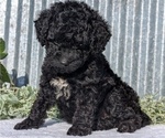 Small #3 Poodle (Toy)