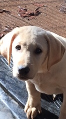 Labrador Retriever Puppy for sale in BARNESVILLE, GA, USA