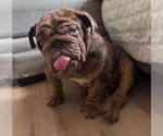 Small #3 Bulldog