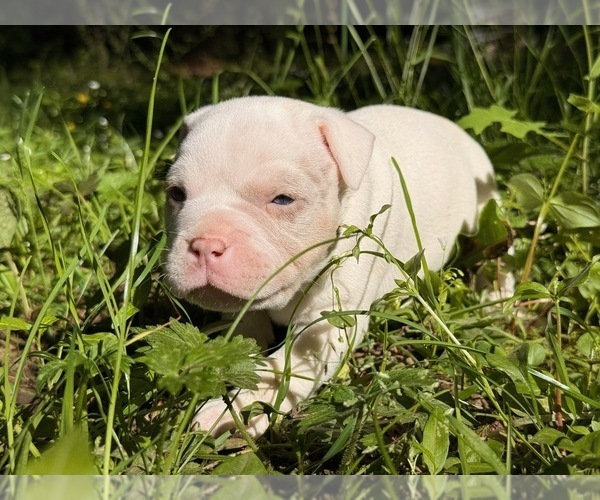 Medium Photo #5 American Bully Puppy For Sale in PORTLAND, OR, USA