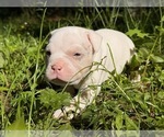 Small #4 American Bully