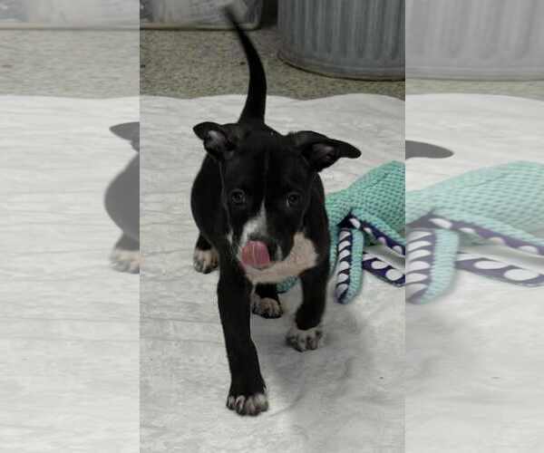 Medium Photo #1 American Boston Bull Terrier Puppy For Sale in Mechanicsburg, PA, USA