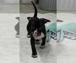 Small American Boston Bull Terrier