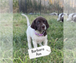 Small Photo #41 Pointer Puppy For Sale in SACRAMENTO, CA, USA