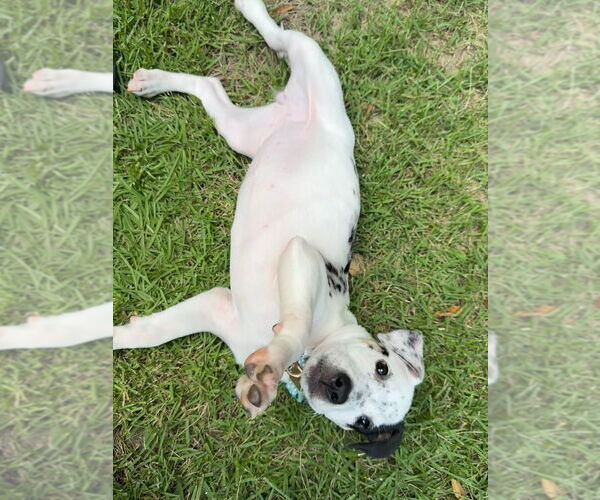 Medium Photo #2 American Pit Bull Terrier-Unknown Mix Puppy For Sale in Raleigh, NC, USA