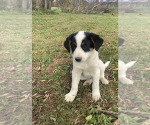 Australian Cattle Dog-Border Collie Mix Puppy for sale in HILLSBORO, WI, USA