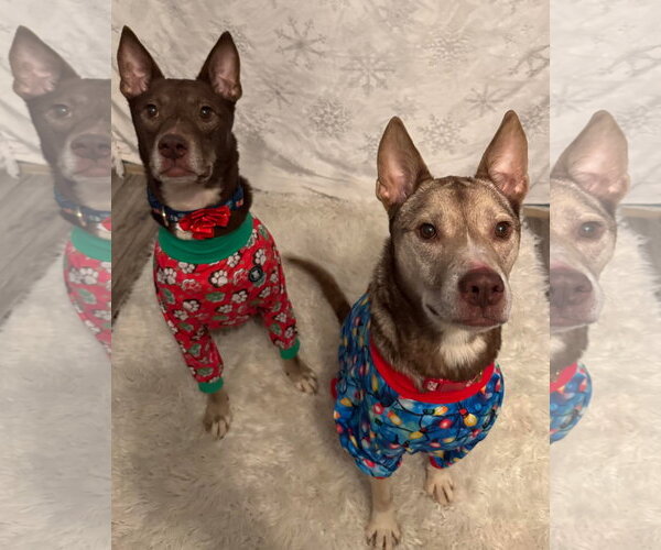 Medium Photo #13 Siberian Husky-Unknown Mix Puppy For Sale in Germantown, OH, USA