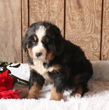 Medium Photo #1 Bernese Mountain Dog Puppy For Sale in GAP, PA, USA