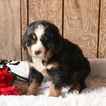 Small Photo #1 Bernese Mountain Dog Puppy For Sale in GAP, PA, USA