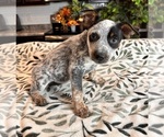 Small Photo #3 Australian Cattle Dog Puppy For Sale in GREENWOOD, IN, USA