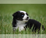 Small #2 Miniature Australian Shepherd