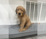 Puppy Puppy 7 Golden Retriever