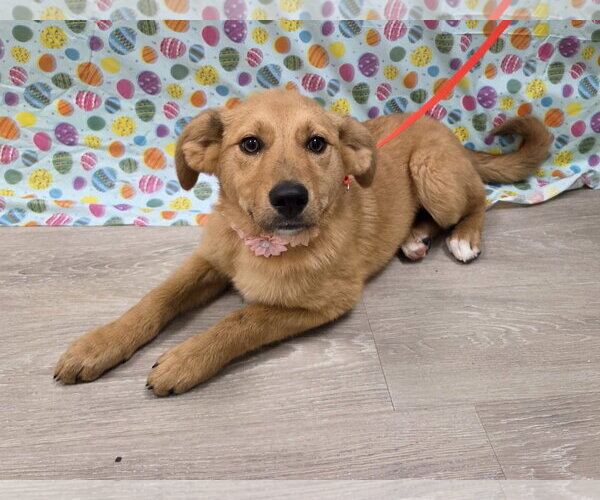 Medium Photo #5 Gollie Puppy For Sale in Attalka, AL, USA