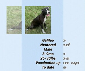 Dalmatian-Whippet Mix Dogs for adoption in Virginia Beach, VA, USA