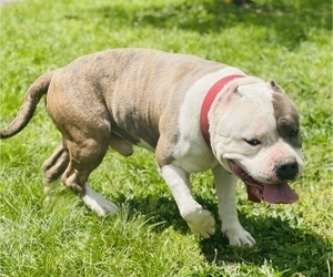 Father of the American Bully puppies born on 06/28/2023