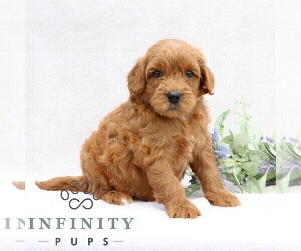 Medium Photo #5 Goldendoodle (Miniature) Puppy For Sale in EPHRATA, PA, USA