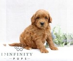 Small #4 Goldendoodle (Miniature)
