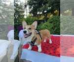 Small #1 Pembroke Welsh Corgi