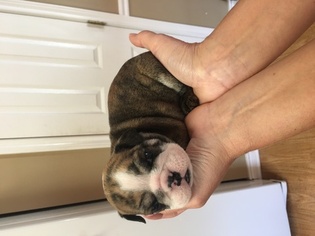English Bulldogge Puppy for sale in FRANKLIN, TX, USA