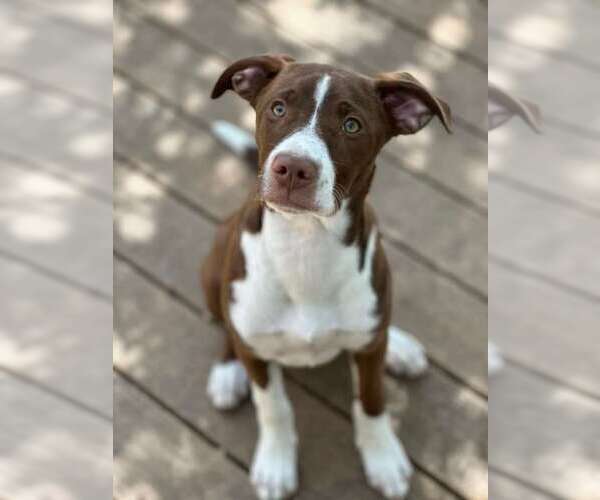 Medium Photo #10 Mutt Puppy For Sale in Fort Worth, TX, USA