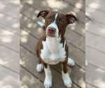 Small #9 Mutt