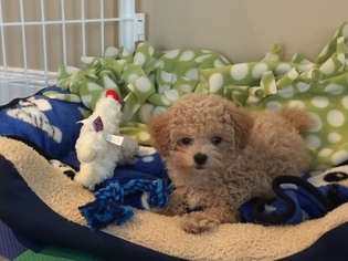 Maltese-Poodle (Toy) Mix Puppy for sale in DANVERS, MA, USA