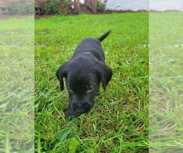Medium Photo #19 Labrador Retriever Puppy For Sale in BONAIRE, GA, USA