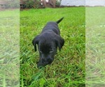 Small Photo #19 Labrador Retriever Puppy For Sale in BONAIRE, GA, USA