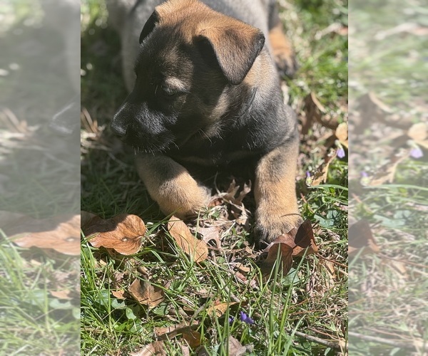 Medium Photo #2 German Malinois Puppy For Sale in WILMINGTON, DE, USA