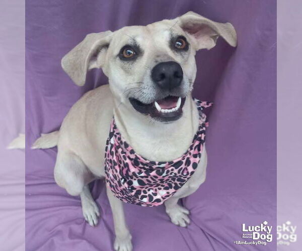 Medium Photo #2 Labrador Retriever-Unknown Mix Puppy For Sale in Washington, DC, USA