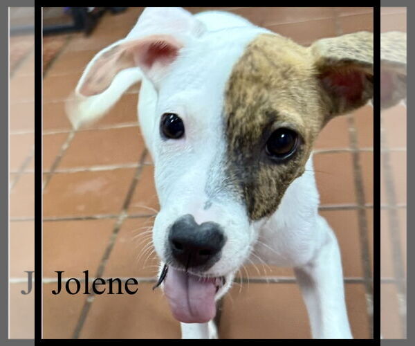 Medium Photo #2 Boxer-Unknown Mix Puppy For Sale in Jefferson, NJ, USA