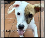 Small #1 Boxer Mix