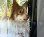 Small Photo #13 Australian Shepherd Puppy For Sale in Valrico, FL, USA