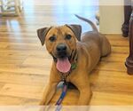 Small #39 Chinese Shar-Pei-Labrador Retriever Mix