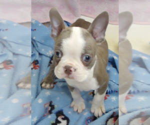 Boston Terrier Puppy for sale in BEND, OR, USA