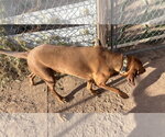 Small #1 Redbone Coonhound