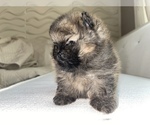 Small Photo #2 Pomeranian Puppy For Sale in BRICK, NJ, USA