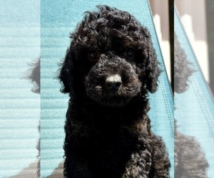 Medium Cavapoo