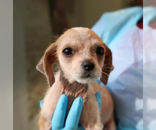Medium Photo #1 Mutt Puppy For Sale in San Antonio, TX, USA